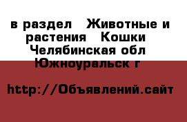  в раздел : Животные и растения » Кошки . Челябинская обл.,Южноуральск г.